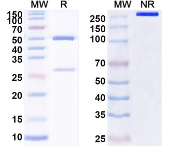 IL26/AK155 Mouse Monoclonal Antibody