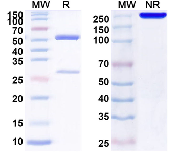 CD316/IGSF8 Mouse Monoclonal Antibody