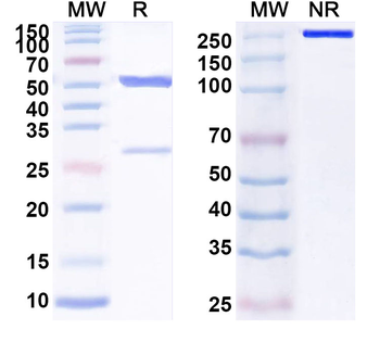 PTPRB Mouse Monoclonal Antibody