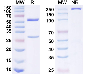 VASH2/Vasohibin-2 Mouse Monoclonal Antibody