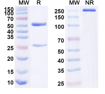 IL20RB Mouse Monoclonal Antibody