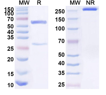 CD53 Mouse Monoclonal Antibody
