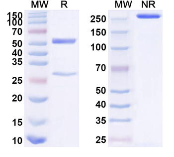 GAP43 Mouse Monoclonal Antibody
