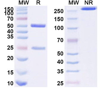 GAD2/GAD65 Mouse Monoclonal Antibody