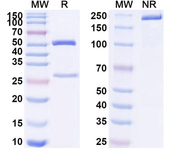 CD158e/KIR3DL1 Mouse Monoclonal Antibody