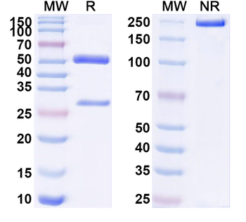 ANXA2 Mouse Monoclonal Antibody