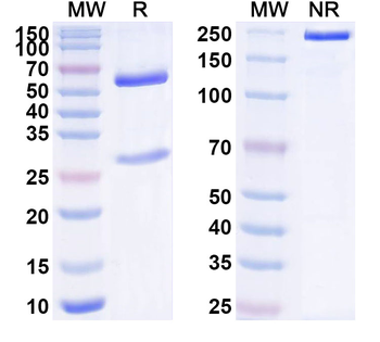 CLEC3B Mouse Monoclonal Antibody
