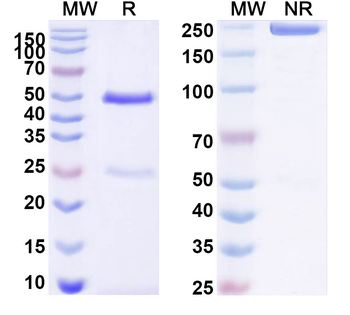 LRG1 Mouse Monoclonal Antibody