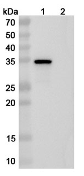 LRG1 Mouse Monoclonal Antibody