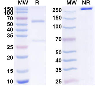 KITLG/SCF Mouse Monoclonal Antibody