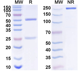 POLR1A Mouse Monoclonal Antibody