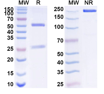 FCER1A Mouse Monoclonal Antibody