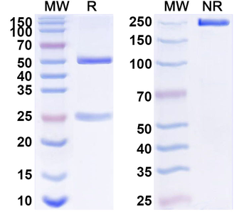 PGLYRP1 Mouse Monoclonal Antibody