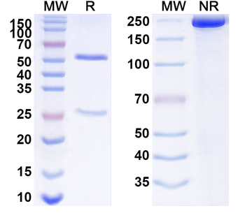 ANXA4 Mouse Monoclonal Antibody