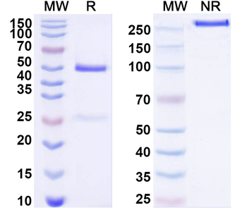 TSPAN3 Mouse Monoclonal Antibody