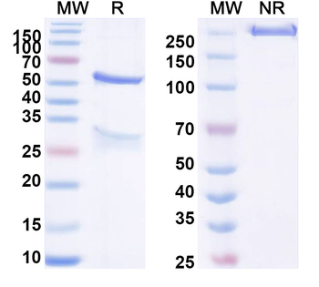 CFB Mouse Monoclonal Antibody