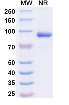ADAM12 Mouse Monoclonal Antibody