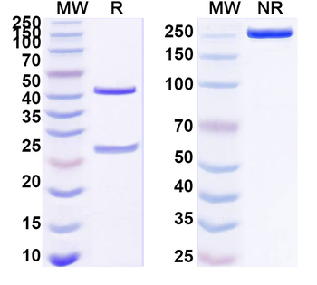 AGR2/HPC8 Mouse Monoclonal Antibody