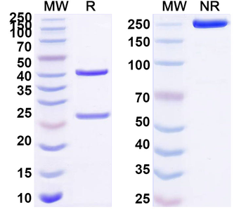 DCLK1 Mouse Monoclonal Antibody