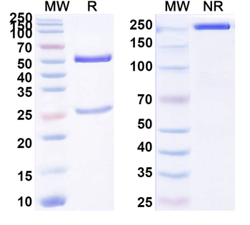 CCL21/6Ckine Mouse Monoclonal Antibody