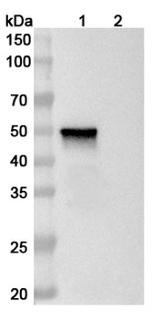 MAGEA4 Mouse Monoclonal Antibody