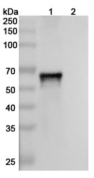 HERV-K Env/ERVK-6 Mouse Monoclonal Antibody