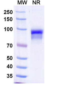 CFP/Properdin Mouse Monoclonal Antibody