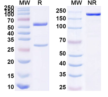 HHV-5/HCMV gB/Envelope glycoprotein B Human Monoclonal Antibody