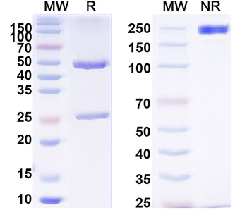 GNAI1/GNB1 Mouse Monoclonal Antibody
