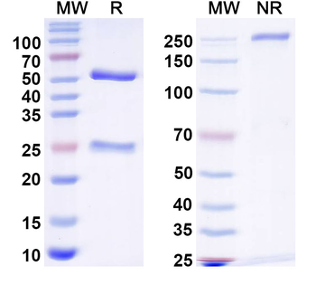 HRSV F/Fusion glycoprotein F0 Human Monoclonal Antibody