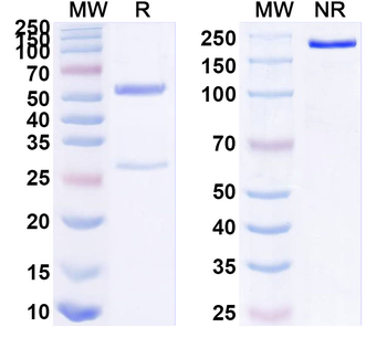 KCNA4 Mouse Monoclonal Antibody