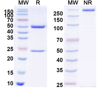 Osteocalcin/BGP/OC Mouse Monoclonal Antibody