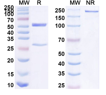 MOG Mouse Monoclonal Antibody
