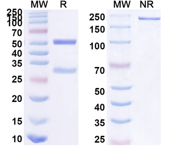 Trimethylated Histone H3 Lys9 (H3K9me3) Mouse Monoclonal Antibody