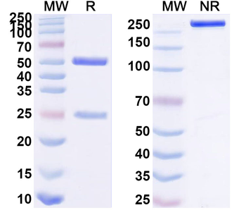 ZIKV/DENV NS1c Human Monoclonal Antibody
