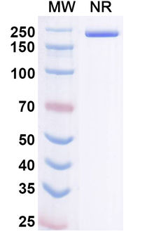 CD279/PDCD1/PD1 Mouse Monoclonal Antibody