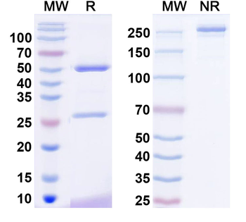 ACE2 Mouse Monoclonal Antibody