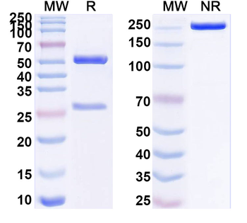 ACE2 Mouse Monoclonal Antibody