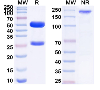 CD254/RANKL/TNFSF11 Mouse Monoclonal Antibody