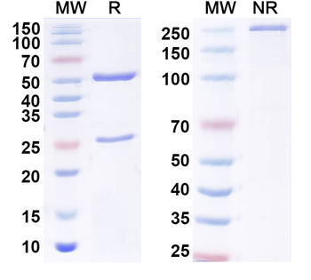 hCG/CGB Mouse Monoclonal Antibody