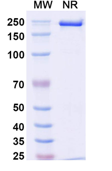 IL17A Mouse Monoclonal Antibody