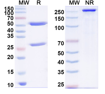 FOS Mouse Monoclonal Antibody