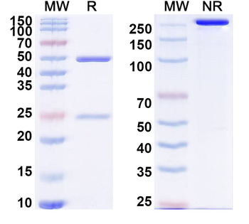 PTP4A3/PRL3 Human Monoclonal Antibody