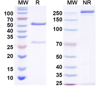 SARS-CoV-2 S2 Protein Human Monoclonal Antibody