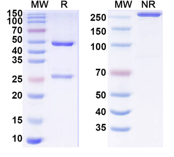 MYH2 Mouse Monoclonal Antibody