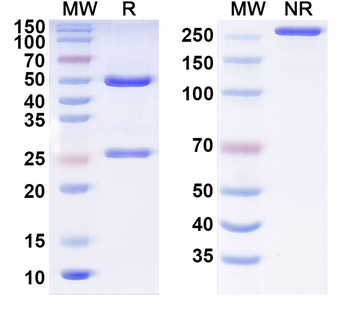 CD95/FAS Mouse Monoclonal Antibody