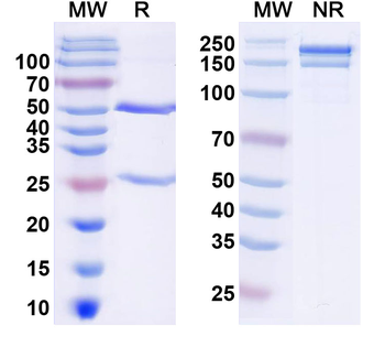 CD8a/Lyt2 Rat Monoclonal Antibody
