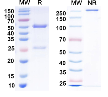 MERS-CoV S1 N-terminal domain/S1-NTD Human Monoclonal Antibody