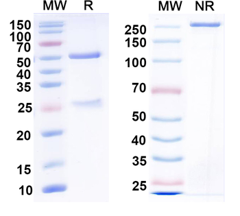 MERS-CoV RBD Mouse Monoclonal Antibody