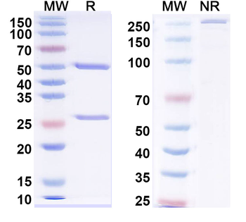 NPY/Neuropeptide Y Mouse Monoclonal Antibody